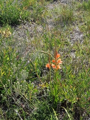 Watsonia stenosiphon