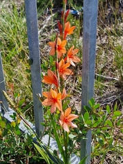 Watsonia stenosiphon