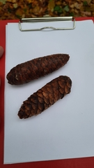 Picea × fennica