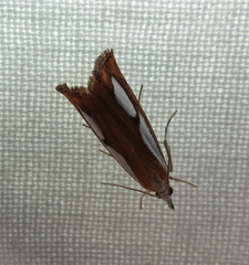 Catoptria
