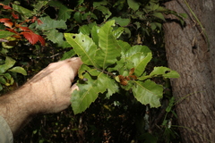 Alectryon subdentatus