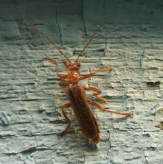Cantharis