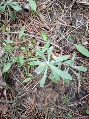 Helichrysum arenarium
