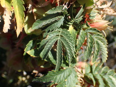 Melianthus comosus