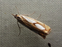 Catoptria