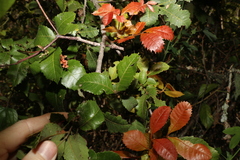 Alectryon subdentatus