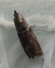 Laodamia faecella