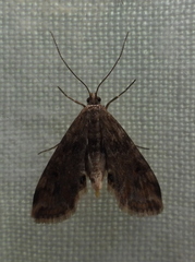 Cataclysta lemnata
