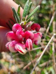 Grevillea lanigera