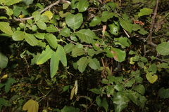 Alectryon subdentatus