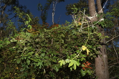 Alectryon subdentatus