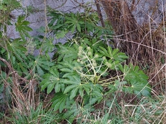 Fatsia japonica