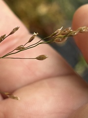 Avenella flexuosa