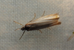 Chrysoteuchia culmella
