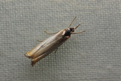 Chrysoteuchia culmella