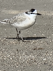 Charadrius marginatus
