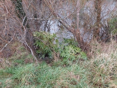 Fatsia japonica
