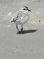 Charadrius marginatus