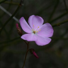 Drosera drummondii