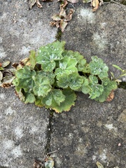 Alchemilla vulgaris