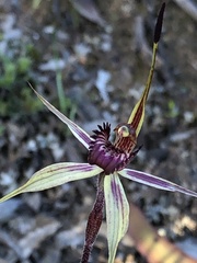Caladenia ampla