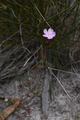Drosera drummondii