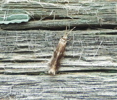 Hydroptilidae