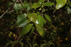 Denhamia bilocularis