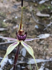 Caladenia ampla