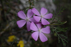 Drosera drummondii