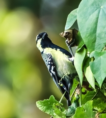 Machlolophus aplonotus