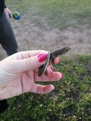 Trachylepis capensis