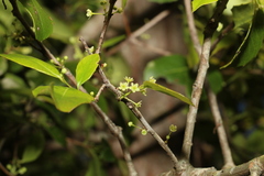 Denhamia bilocularis