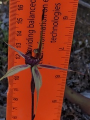 Caladenia ampla