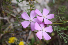 Drosera drummondii