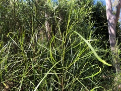 Dodonaea stenophylla