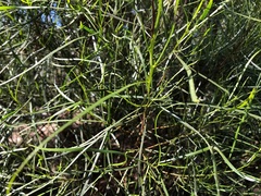 Dodonaea stenophylla