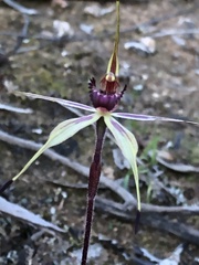 Caladenia ampla