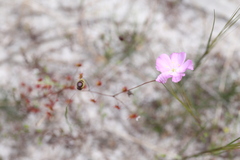 Drosera drummondii