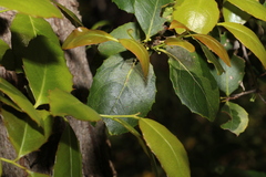 Denhamia bilocularis