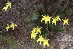 Caladenia flava flava