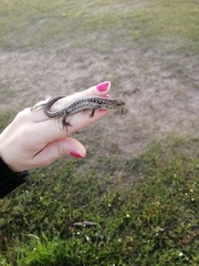 Trachylepis capensis