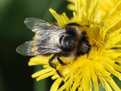 Bombus lapidarius