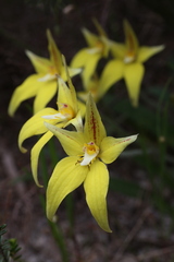 Caladenia flava flava