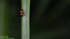 Physosmaragdina nigrifrons