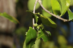 Denhamia bilocularis