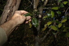 Denhamia bilocularis