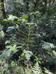Brachychiton