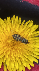 Eupeodes corollae