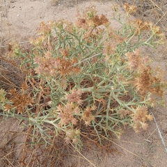 Echinophora spinosa